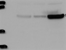 Excellent Antibody to Detect STAT1 in Human Cells (Abcam)