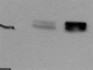 State-of-the-Art Abcam Antibody for the Immunodetection of Cyclin B1