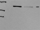 Excellent Phospholipase C Beta 3 Antibody from Abcam