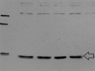 Best Specificity of Abcam Antibody for the Immunodetection of PSG9 Protein Levels in Human Cells