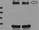 Good Santa Cruz Antibody for Detection of p300 in Murine Tissue