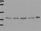Excellent Santa Cruz Antibody for Immunodetection of Phospho-p38