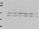 Average Antibody to Detect p-p38 MAPK in Human Cell Line