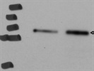 Excellent Antibody to Detect Phospho-PKC Theta in Mouse Tissue