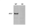ATG7 KO Validated Antibody from CST
