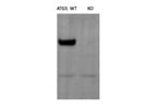 KO Validated ATG5 Antibody from CST