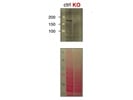 Hard to Detect FIP200 When Small Amount of Lysates Loaded