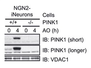 Use of Oligomycin A for Mitochondrial Depolarisation