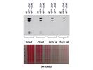 Nice Antibody for LC3A (Specific) from CST