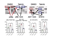 Great and Easy Kit for Proteome Profiling from R&D Systems