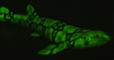 biofluorescent shark