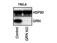 This Progranulin Antibody from Proteintech Works Well