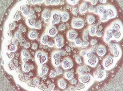 organdot