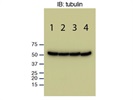 Great Antibody for Loading Control