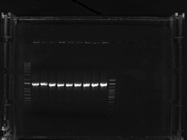 PCR Master Mix for Superior Performance