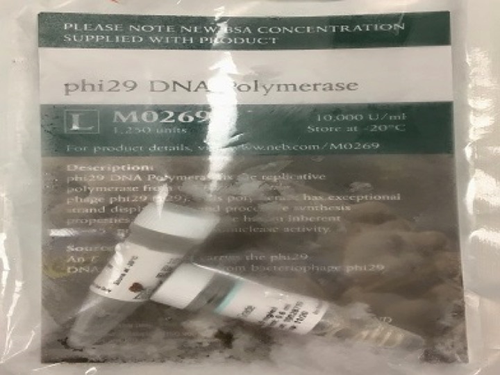phi29 dna polymerase gene from bacteriophage phi29 biocompare com kit reagent review