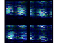 Large Biomarker Screening Arrays