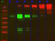 Preparing and Imaging Protein Gels