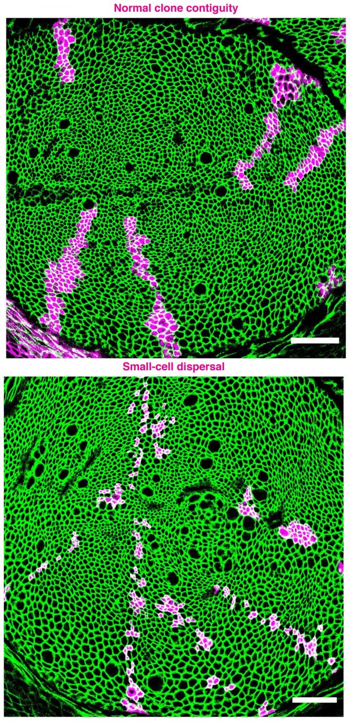 epithelial tissue
