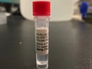 Time Course Effect of Chemoattractant on SERCA2 Expression