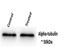 Anti-Alpha Tubulin Antibody as Loading Control for Western Blot