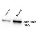Acetyl Tubulin Levels Using Anti-Alpha Tubulin Antibody