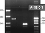 Ambion’s FirstChoice® RLM RACE Kit