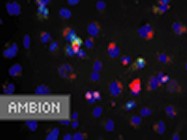 Ambion's Silencer siRNA Labeling Kit-FAM 
