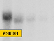 Ambion's BrightStar BioDetect Kit