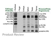 RPA III™ Ribonuclease Protection Assay Kit From Ambion (now Applied Biosciences) with RiboQuant™ Multi-Probe Template Sets From BD Biosciences