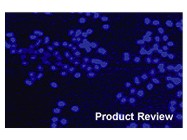pSilencer™ 2.0-U6 siRNA Expression Vector From Ambion