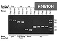 RETROscript™ First Strand Synthesis Kit For RT-PCR From Ambion
