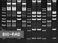 Ready Gel® Precast Polyacrylamide Gels From Bio-Rad