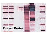 Colloidal Gold Total Protein Stain From Bio-Rad