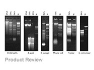 MasterPure™ RNA Purification Kit From Epicentre Biotechnologies (with response from Epicentre)