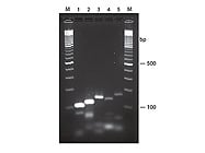 QuickExtract™ FFPE DNA Extraction Kit From Epicentre Biotechnologies