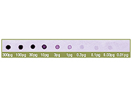 Biotin DecaLabel™ DNA Labeling Kit From Fermentas