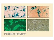 Lipofectamine™ 2000 From Invitrogen