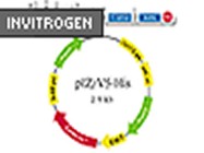 InsectSelect™ System From Invitrogen
