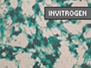 Invitrogen’s Optifect Transfection Reagent