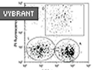 Vybrant Apoptosis Assay Kit #3 From Molecular Probes (Invitrogen)