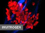 Molecular Probes TO-PRO 3 IODIDE