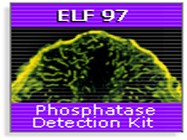 Molecular Probes’ ELF-97 Endogenous Phosphatase Detection Kit 