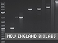 PreCR Repair Mix from New England Biolabs