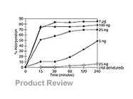 NEBlot® Kit from New England BioLabs
