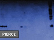 UnBlot In-Gel Chemiluminescent Detection Kit—Rabbit From Pierce Biotechnology