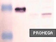 Promega's Western Blue Stabilized Substrate-AP