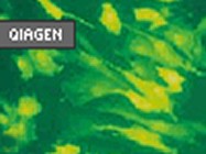 Effectene™ Transfection Reagent From Qiagen