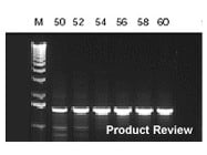 Taq PCR Core Kit From Qiagen