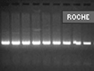Roche's Transcriptor Reverse Transcriptase